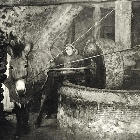 Olive Oil Mill