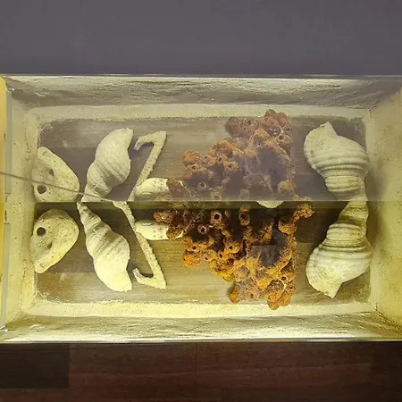 Olive Oil Mill Διαμέρισμα Κοκκάλα