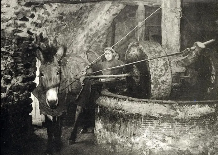 Olive Oil Mill